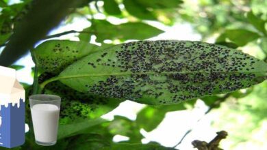 Leite e água para acabar com os pulgões das plantas do seu jardim