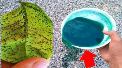 Líquido a Base de Detergente para Destruir Pragas nas Plantas