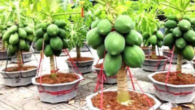 Mamão anão plantado em vaso – Super fácil e rápido