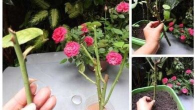 Melhor forma de fazer muda de rosa