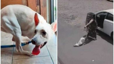 Mulher abandona cão com deficiência no meio da rua; vídeo é de cortar o coração