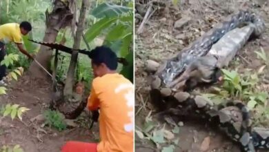 Píton engole e regurgita cão na frente da dona dele; veja