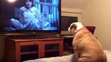Reação deste buldogue assistindo a um filme de terror se tornou viral