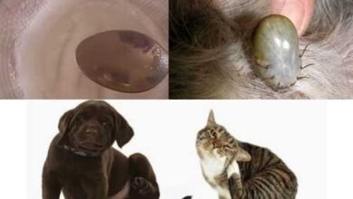 Receita caseira para livrar o seu animal de estimação das pulgas e carrapatos rápido e seguro