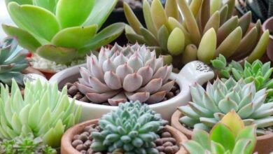 Segredos para ter varias mudas de suculentas