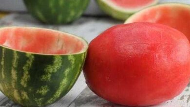 Surpreenda os amigos! Veja como servir uma melancia sem casca