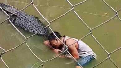 Turista atacado brutalmente por crocodilo após entrar no recinto para tirar selfie com o animal