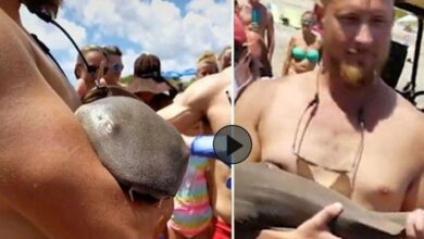 Vídeo: Homem é atacada por tubarão, e animal fica preso com os dentes cravados em seu braço
