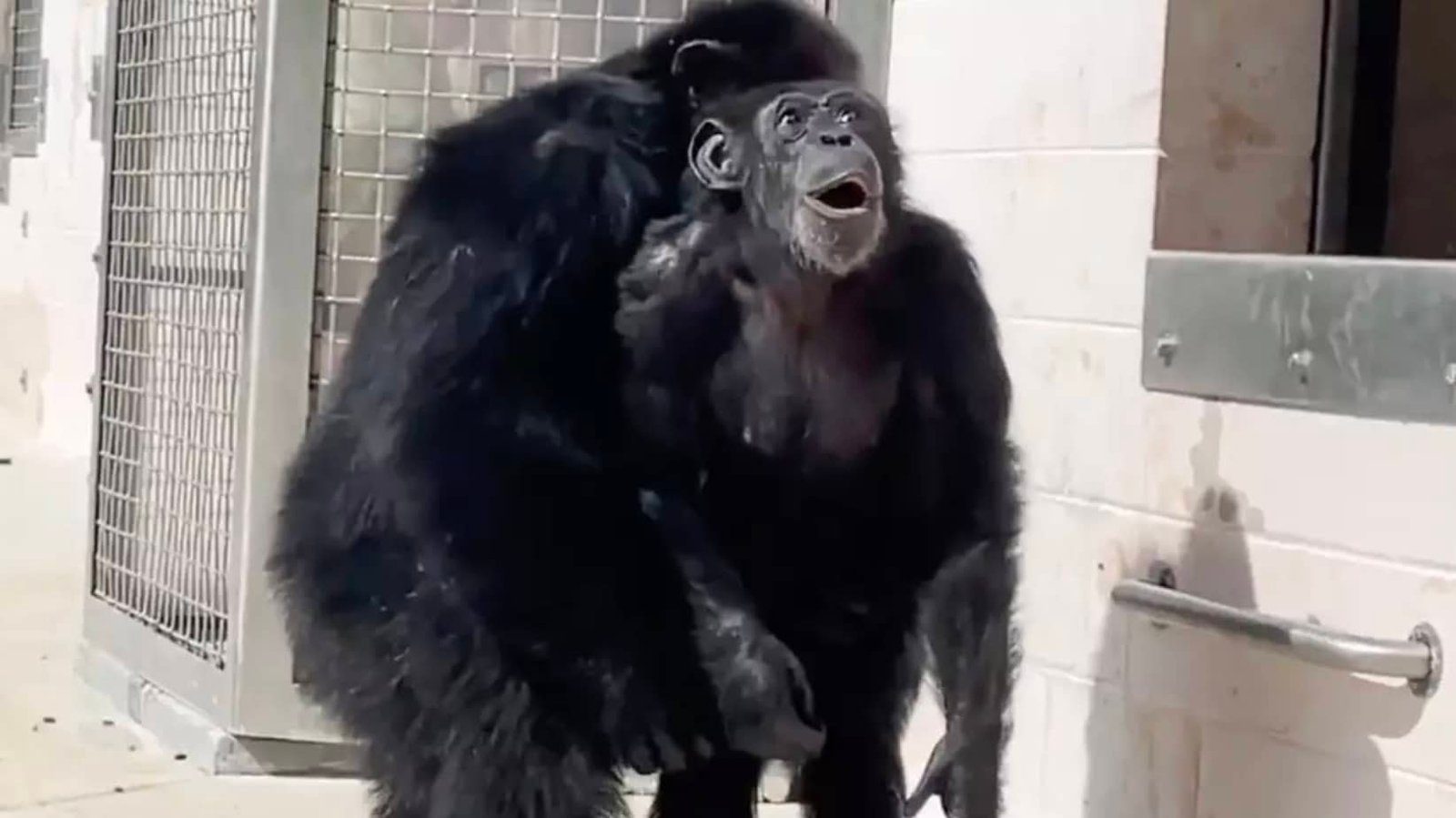 Vídeo chocante mostra o momento em que chimpanzé vê a luz do sol pela primeira vez após 29 anos em uma gaiola