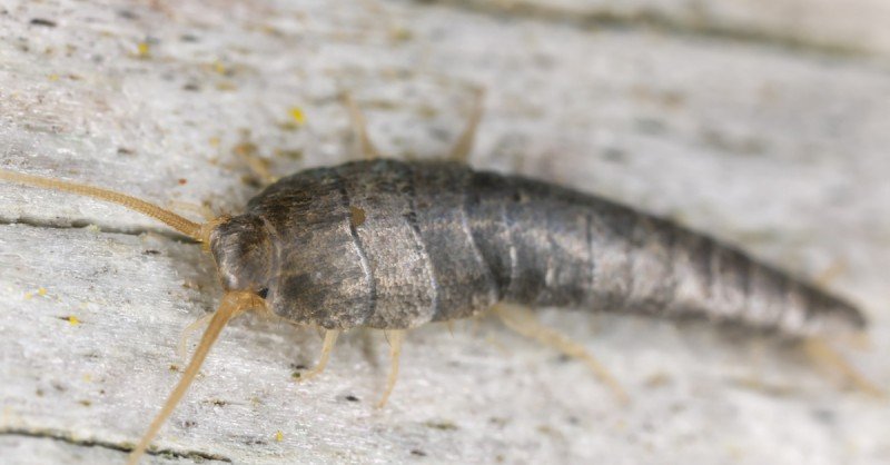 18 Pessoas que se parecem com personagens de desenho