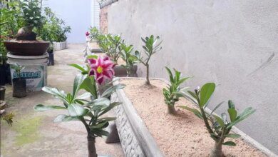 Aprenda a fazer canteiro de rosa do deserto