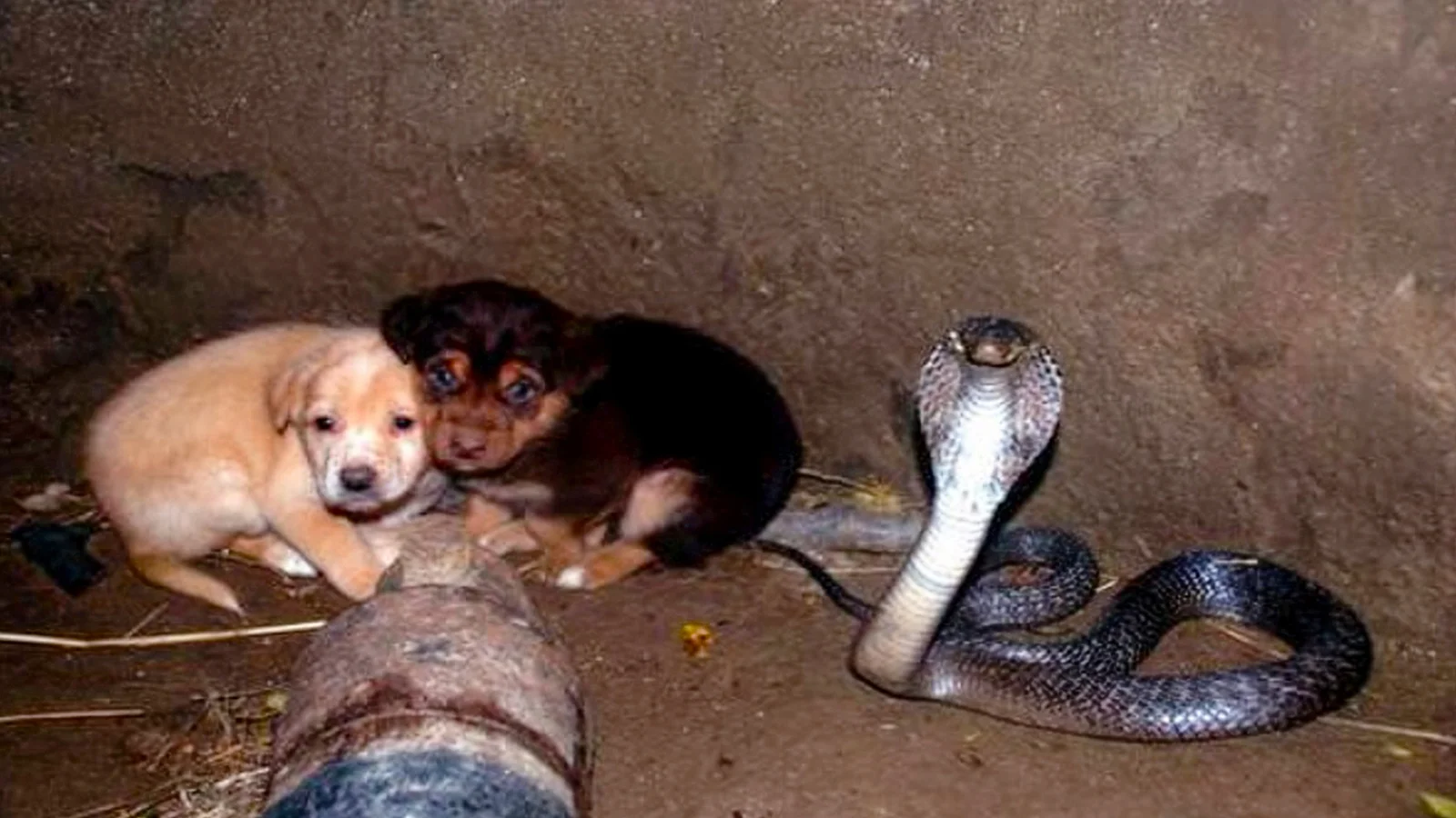 f39807e915b5b4c7b472a9d05e9111df