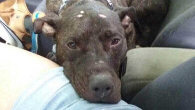 Cão chora ao ser abandonado em um abrigo e agora está procurando uma nova casa