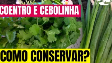Como conservar coentro e cebolinha por mais tempo sem murchar e estragar