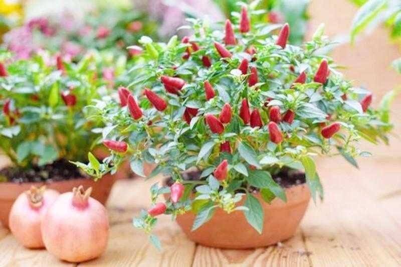 Como cultivar pimenta em vasos