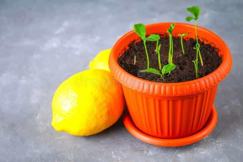 Como plantar um pezinho de limão