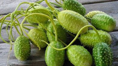 Conheça os benefícios do maxixe para a saúde r