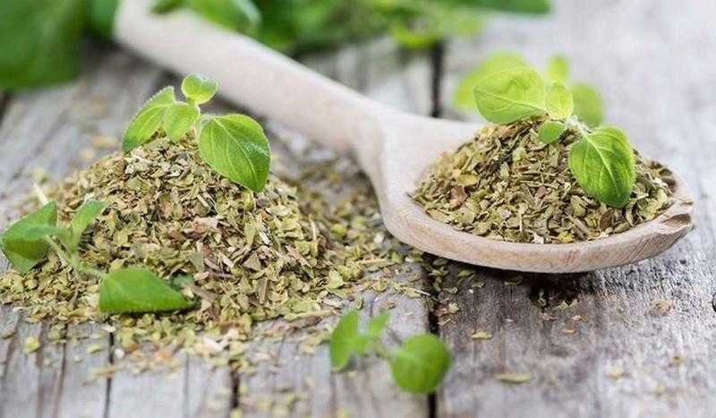 Conheça todos os benefícios do orégano e surpreenda-se