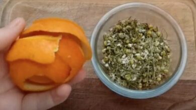 Diga adeus à Insônia: Aprenda a fazer o chá sossega leão