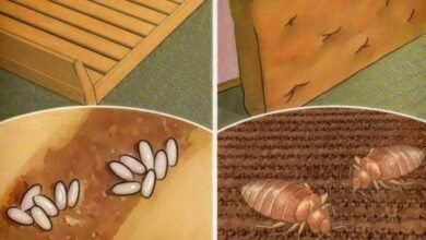 Elimine os ácaros com solução caseira