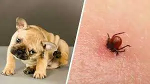 Elimine pulgas e carrapatos rapidamente