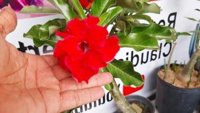 Enxerto de Rosas do Deserto – Tenha Resultados Excelentes