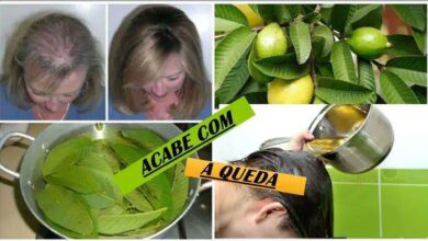 Folhas da goiabeira evitam 100% da queda do cabelo e o fazem crescer rapidamente