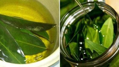 Louro combate insônia, pressão alta, açúcar e gordura no sangue r3