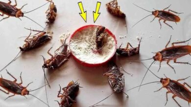 Misturinha caseira para eliminar as baratas da sua casa