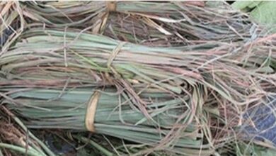 O capim milagroso – cura inflamações, elimina fungos e até combate a depressão