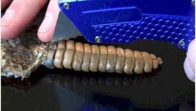 Pai e filho cortam um rabo de cascavel. O que encontram? Inacreditável…