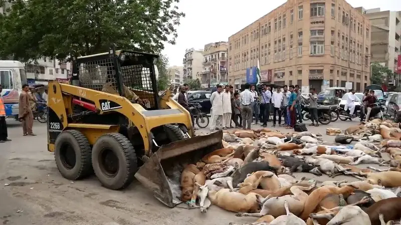Prefeitura envenena mais de mil cães e promete matar mais 2 mil, veja