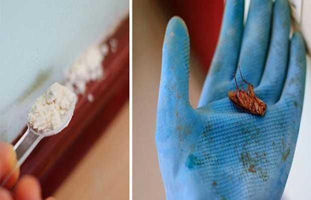 Receita Caseira para Exterminar Baratas Definitivamente