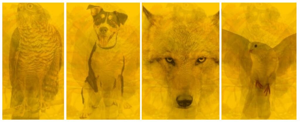 qual passaro mais representa a sua personalidade