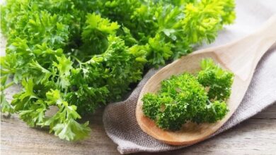 Tudo o que você precisa saber sobre a salsa: propriedades, benefícios e contraindicações!