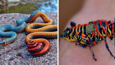 21 vezes que a natureza não brincou ao colorir animais