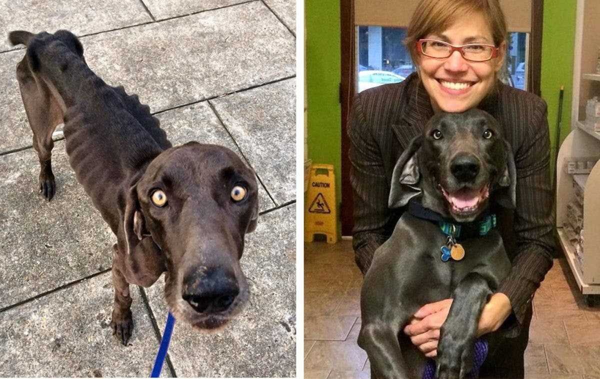 1591735779 345 20 antes e depois de caes resgatados que vao te