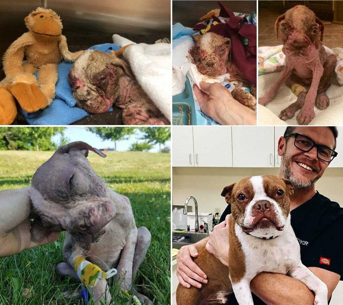 1591735783 2 20 antes e depois de caes resgatados que vao te