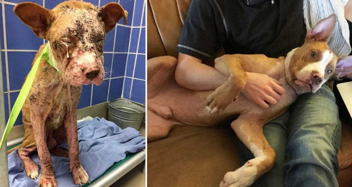 1591735799 780 20 antes e depois de caes resgatados que vao te
