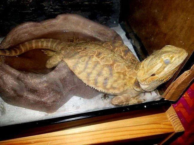 1580405521 295 15 animais tao dorminhocos que nao conseguem nem disfarcar