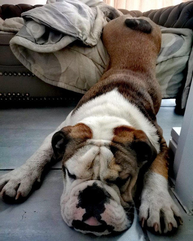 1580405521 739 15 animais tao dorminhocos que nao conseguem nem disfarcar