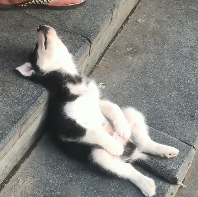 1580405521 424 15 animais tao dorminhocos que nao conseguem nem disfarcar