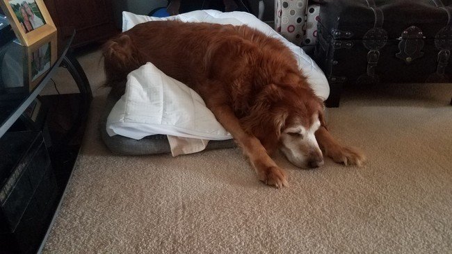 1580405522 52 15 animais tao dorminhocos que nao conseguem nem disfarcar