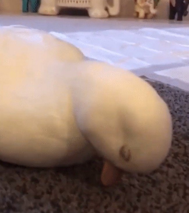 1580405522 657 15 animais tao dorminhocos que nao conseguem nem disfarcar