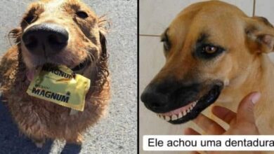 23 animais de estimação que trouxeram presentes muito inusitados para seus donos