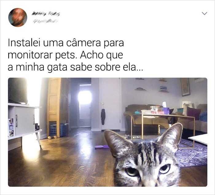 22 situacoes que apenas aqueles que tem gatos irao entender 2