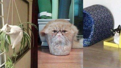 22 situações que apenas aqueles que tem gatos irão entender