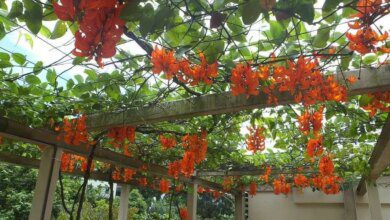 Trepadeiras de rápido crescimento