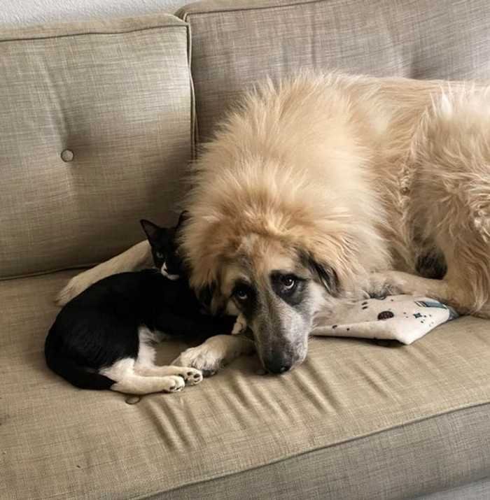 1625001897 315 20 Objetos e animais que de tao grandes que fazem