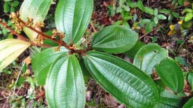 Beneficios do cha de canela de velho para saude e1609353053850